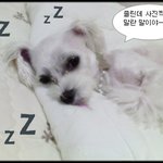 귀여운 우리 다<b>롱이</b>