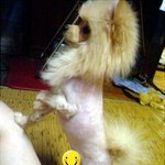 <b>라이온</b>킹 된 울집 훈남이 사진有