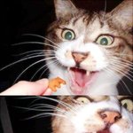 과자에<b>환장</b>한 고양이 표정압권...^^