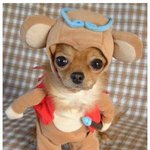 인형<b>인척</b>하기