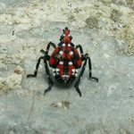 신종벌레, 주홍날개꽃매미를 아시나요? (사진有)