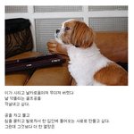 허세근석은 가라! 뒤를잇는 허세시<b>츄</b>!!!!