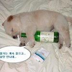 <b>살맛</b>안나네