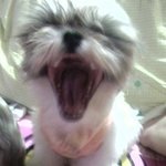 이뿐이/귀염<b>둥이</b>/아가타