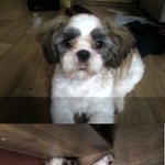 전남광주 북구운암동 새벽 6:30분경 시<b>츄</b> 잃어버림..