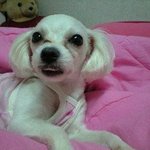 [부개2동] 우리 <b>보리</b> 찾을 수 있게 도와주세요ㅠㅠ