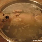 <b>주인</b>님.. <b>저</b>목욕하는거맞죠