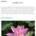 [<b>테마</b>여행]연꽃에 취해보세요