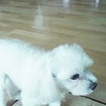 말티즈를 잃어버렸어요.대전 <b>유성구</b> 신성동쪽 사시는분 꼭 읽어주세요...