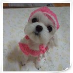 <b>간지</b>좔좔 얼짱 멍멍이~