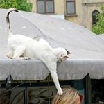 <b>대담</b>한 냥이