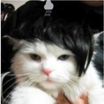 <b>지용이</b> 뉴 헤어스타일 고양이