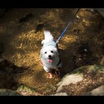 한밤중에 든 <b>도둑</b>을 쫓아내버린 우리강아지.(사진有)