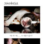 <b>몽이</b>가 시원하게 여름을 보내는이유는 ~?
