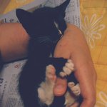 제발 아기고양이 도와주세요!!!!!!!! [사진有]