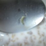 <b>첵</b>스에서 애벌레양념이..