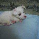 우리 두리가 <b>염소</b>같나요 ㅜ.ㅜ