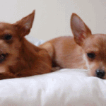 강아지 키우시는분들 꼭 좀봐주세요(사진有♥