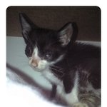 너무이쁜 업둥이 아깽이들..분양보냅니다..