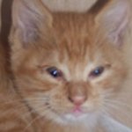 ((사진있어용))  우리고양이 눈이 왜그럴까요~ㅜ