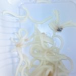 아 <b>농심</b> 왜 쥐머리가 나오나했더니