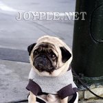 버림받은 <b>자의</b> 슬픔