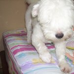 파출소 뒤에 개묶고 간 사람!!!