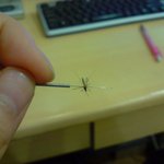 침 으로 그 녀석을 잡았습니다.!  [간지사진 첨부]