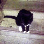 검은고양이 <b>네로</b>를 봤습니다....ㅠㅠ(사진有재석)