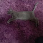 저희집 냥이가....퓨마를..... 사진有