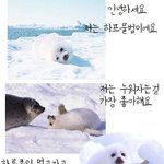 귀여운 <b>하프</b>물범을 살립시다!