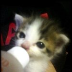 나쁜경비행님..불쌍한 고양이..소심한 처자..ㅠ.ㅠ