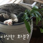 고양이 <b>화분</b>(?)