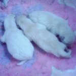 광복절에 태어난 강아지들 아직 이름이 없어요(사진有)