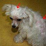 강아지 <b>털</b>을 잘라놓고 환불해달래요..(<b>사진</b>-有)