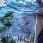 로또보다 더한 조상님의 은혜~~~~