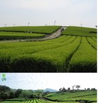 제주도 설록<b>다원</b> 풍경