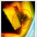 우리학교 급식 바퀴 뒷달뜸 ㅋㅋㅋㅋㅋ 사진 有