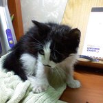 새끼고양이를 주웠어요ㅠㅠ