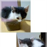 - 살앙스런 우리 새식구 길냥이 [사진 有]