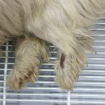 유기견을 치료했습니다 도와주세요