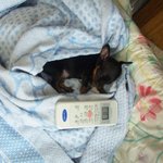 하늘나라에 간..우리 <b>도도</b>..