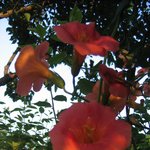 어둠 <b>컴컴</b>한데서 얼굴을 붉히는 정열적인 나