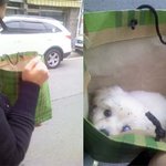 버려진강아지를구했어요(사진有)