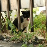 방배동  귀여운~  그 냐옹이~ 사진 有