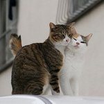 <b>낭만</b> 고양이