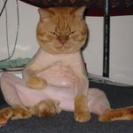 <b>테러</b>당한 고양이