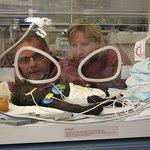 독일, 소아과<b>병동</b>에 입원했던 아기 고릴라 퇴원