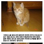 새끼 고양이 눈에 <b>본드</b> 발라 붙여놓고 버린 놈....