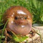 <b>괴상</b>한 개구리